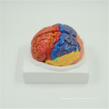 Custom top quality Atacado ISO Deluxe Anatomical Brain model
